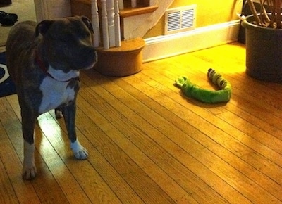 A blue-nose brindle Pit Bull Terrier is standing on a hardwood floor and he is looking to the right with a long squeaky toy snake to the right of him.