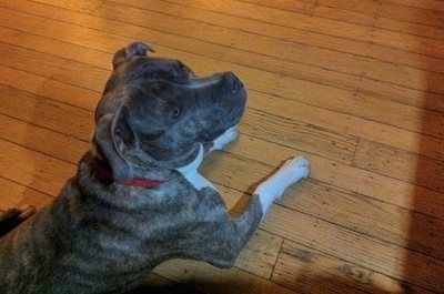 A blue-nose brindle Pit Bull Terrier is laying on a hardwood floor and he is looking up and to the right.