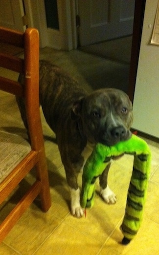 A blue-nose brindle Pit Bull Terrier is standing on a tiled floor and he has a squeaky green snake toy in his mouth. There is a chair to the left of him.