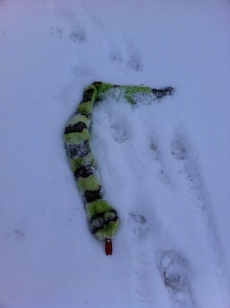 Close up - A squeaky green snake dog toy that is on the ground buried in snow.