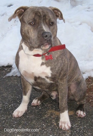 Front side view - A blue-nose brindle Pit Bull Terrier is sitting on a blacktop and he is looking to the right. Behind him a field is covered in snow.