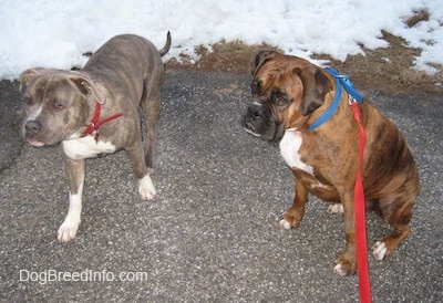 A blue-nose brindle Pit Bull Terrier is walking across a blacktop surface and next to him is a brown brindle Boxer. There is a field of snow behind them.
