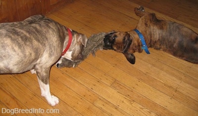 A blue-nose brindle Pit Bull Terrier is standing on a hardwood floor and he is having a tug of war with a brown brindle Boxer that is laying on his right side.