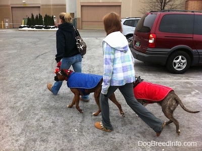 A girl in black and a girl in a plaid blue, white and green jacket are walking across a parking lot with a brown brindle Boxer, in a blue vest and a blue-nose brindle Pit Bull Terrier, in a red vest.