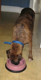 A brown brindle Boxer is standing on a tiled floor and he is eating a supplement out of a pink bowl.