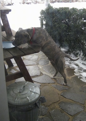 A blue-nose brindle Pit Bull Terrier is standing up on a wooden table on a stone porch stealing food off of a blue plate.
