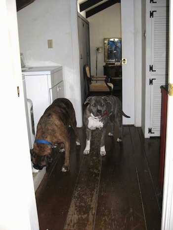 A blue-nose brindle Pit Bull Terrier and a brown brindle Boxer are standing on a hardwood floor. The Boxer is sniffing an item to the left of him. They are in a washroom.