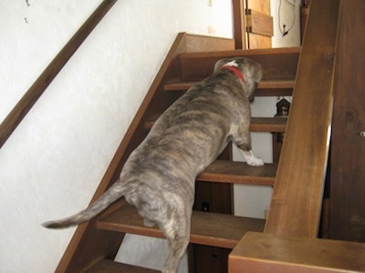 A blue-nose brindle Pit Bull Terrier is climbing up a wooden staircase in a house.