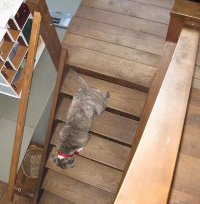 A blue-nose brindle Pit Bull Terrier is climbing down a wooden staircase.