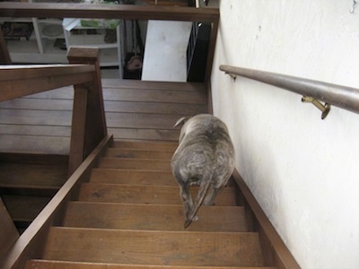 The back of a blue-nose brindle Pit Bull Terrier that is climbing down a wooden staircase inside of a house.