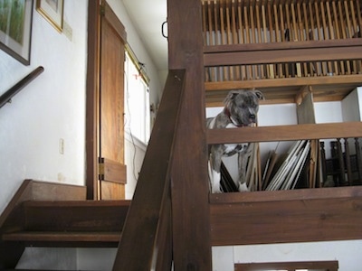 A blue-nose brindle Pit Bull Terrier is standing at the top of a staircase and he is looking down between the wooden bannister.
