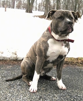 Front side view - A blue-nose brindle Pit Bull Terrier is sitting on a blacktop surface and he is looking forward. There is a lot of snow and some trees behind him.