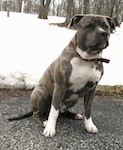 A blue-nose brindle Pit Bull Terrier is sitting on a blacktop surface. He is looking forward. The background is covered in snow.