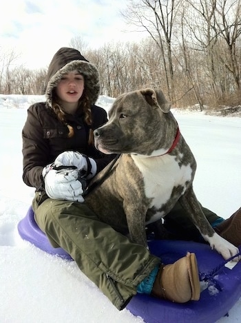 A blue-nose brindle Pit Bull Terrier is sitting on a purple sled and sitting behind him is a blonde-haired girl with a brown coat on.