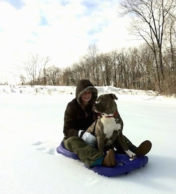 A blonde-haired girl is sitting behind a blue-nose brindle Pit Bull Terrier on a purple sled in snow. She has her hands on his side.