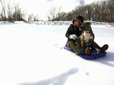 A blonde-haired girl is sitting behind a blue-nose brindle Pit Bull Terrier on a purple sled. They are looking to the left.