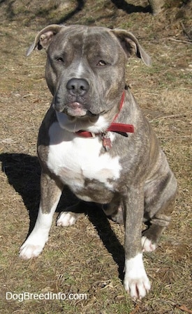 Front view - A muscular blue-nose Brindle Pit Bull Terrier is sitting in grass and he is looking up.