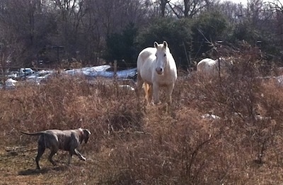A blue-nose Brindle Pit Bull Terrier is running towards a white Horse that is standing behind tree brush.