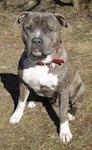 A blue-nose brindle Pit Bull Terrier is sitting in grass and he is looking forward. There is a small hill behind him.