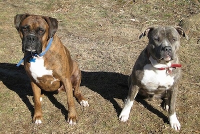 A brown brindle Boxer is sitting next to a blue-nose Brindle Pit Bull Terrier. They both are looking up.