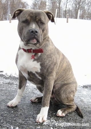 Front side view - A blue-nose Brindle Pit Bull Terrier is sitting on a blacktop surface and he is looking forward. There is snow covering a hill in the background.