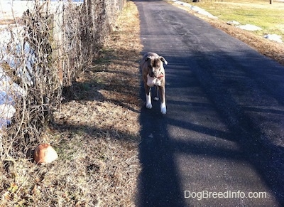 A blue-nose brindle Pit Bull Terrier is trotting down a driveway.