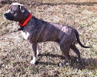Left Profile - A blue-nose Brindle Pit Bull Terrier is wearing a fluorescent orange tracking collar standing in grass and he is looking to the left.