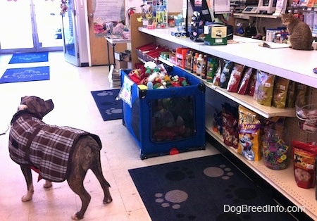 A blue-nose Brindle Pit Bull Terrier is wearing a brown and white plaid vest standing on a white tiled floor in a pet store. His body is facing the left and he is looking to the right at a cat sitting on the counter.