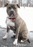 A blue-nose brindle Pit Bull Terrier is sitting on a snowy blacktop surface. he is looking forward. The background is covered in snow.