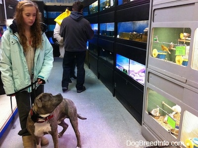 A girl in blue is holding the leash of a blue-nose Brindle Pit Bull Terrier. They are looking at birds in a cage to the right of them.