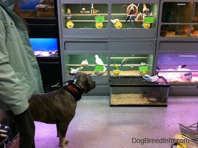 A blue-nose Brindle Pit Bull Terrier is standing across from birds and rats in a cage. The rats are huddled into one corner of a cage.