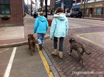 The back of two ladies in blue that are leading a blue-nose Brindle Pit Bull Terrier and a brown brindle Boxer on a walk. They are crossing a street in town.