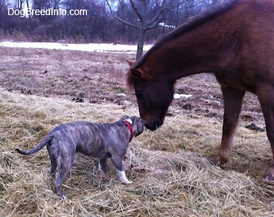 A blue-nose Brindle Pit Bull Terrier is standing in front of a brown with black Horse. The horse is bent over and is touching the face of the dog.