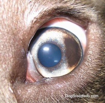 Close up - A brown spot in the eye of a blue-nose brindle Pit Bull Terrier puppy