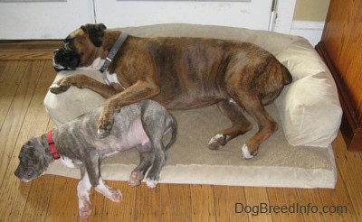 A brown brindle Boxer is sleeping against the back of a dog bed and he his is paw over a sleeping blue-nose Pit Bull Terrier puppy.