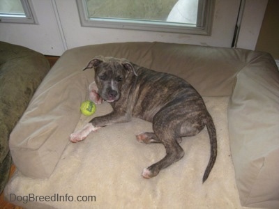 A blue-nose brindle Pit Bull Terrier puppy is laying on a tan dog bed and he has a tennis ball in front of him.