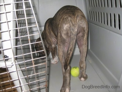 A blue-nose brindle Pit Bull Terrier puppy is sniffing the back of a crate and under him is a tennis ball.
