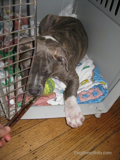 A blue-nose brindle Pit Bull Terrier puppy is laying on a barney the purple dinosaur blanket inside of a crate and a person is giving him a bully stick. There is a yellow tennis ball under his head.