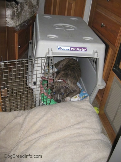A blue-nose brindle Pit Bull Terrier puppy is laying down in a crate that has the door open and in front of him is a dog bed.