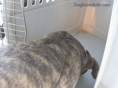 The back of a blue-nose brindle Pit Bull Terrier puppy that is eating food off of the bottom of a crate.