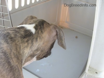 The back of a blue-nose brindle Pit Bull Terrier puppy that is looking at a piece of food that is deep towards the back of a dog crate.