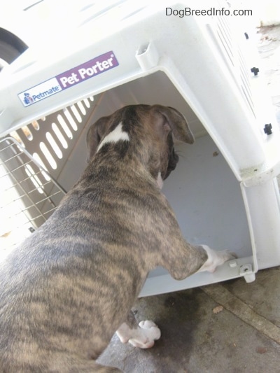 The back of a blue-nose brindle Pit Bull Terrier puppy that is walking into a crate to get a piece of food.