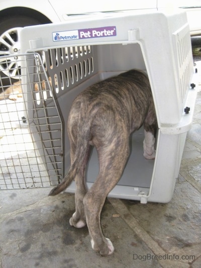 The back of a blue-nose brindle Pit Bull Terrier puppy that is standing in a crate with his back legs outside of it on a stone porch.