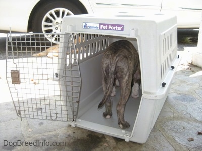 A blue-nose brindle Pit Bull Terrier puppy is standing in a crate facing the back of it.