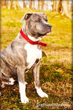 Close up front side view - A blue-nose brindle Pit Bull Terrier is sitting in grass and he is looking to the right.