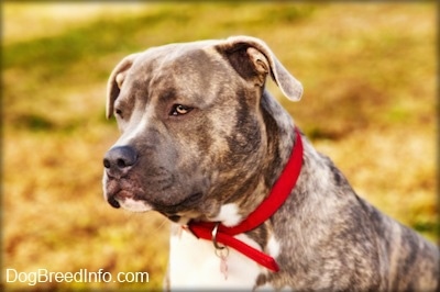 Close up head and upper body shot - A blue-nose brindle Pit Bull Terrier is sitting in grass and he is looking to the left.
