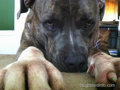 Close up - A blue-nose brindle Pit Bull Terrier is laying down on a carpet and he is reaching out.