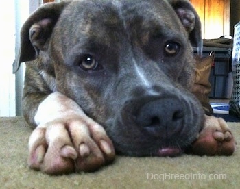 Close up - A blue-nose brindle Pit Bull Terrier is laying down on a carpet with his head down.