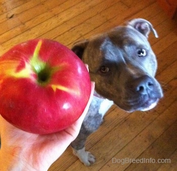 A person is holding an apple over the head of a blue-nose brindle Pit Bull Terrier who is sitting on a hardwood floor.