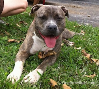 A blue-nose brindle Pit Bull Terrier is laying in grass and he is looking forward. His mouth is open, tongue is out and it looks like he is smiling.